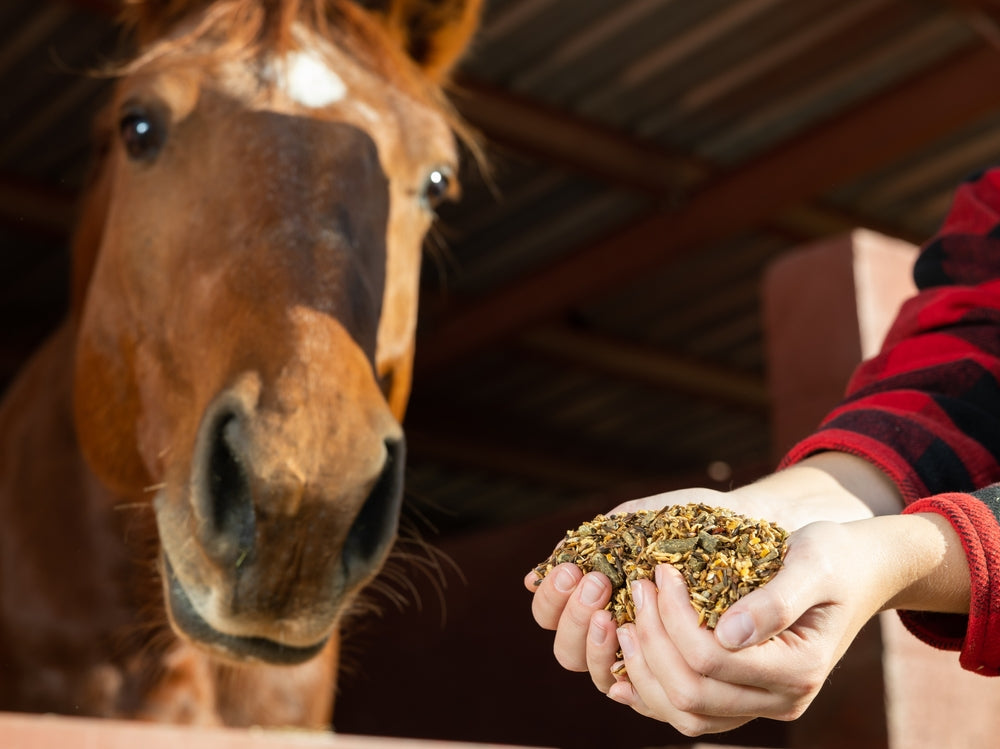 Do High-Starch Feeds Cause Inflammation in Horses?