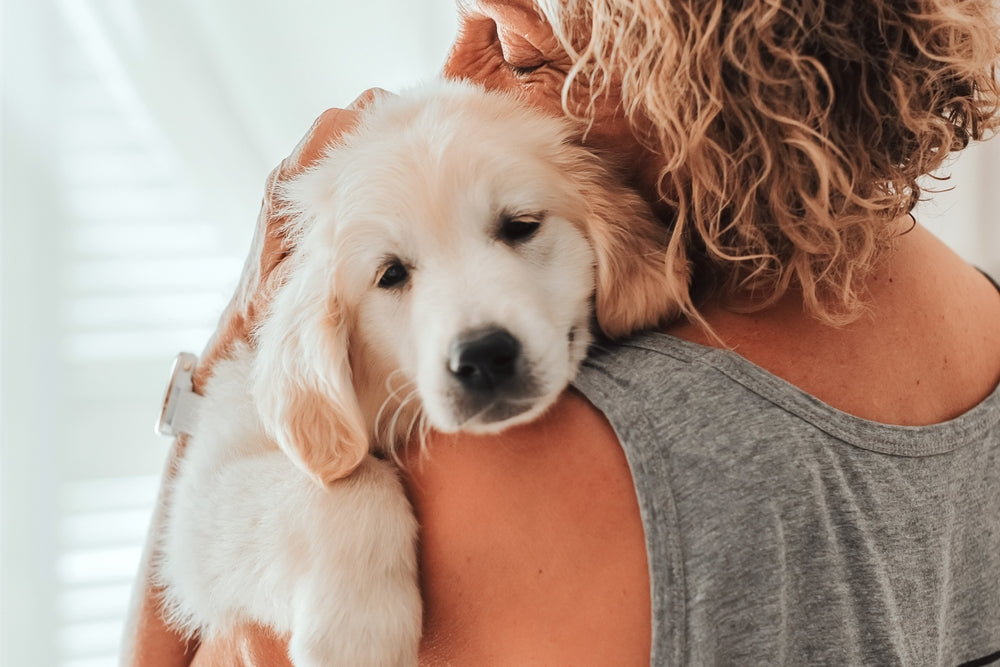 Is My Pet Depressed? Withdrawal, Low Energy and How to Help