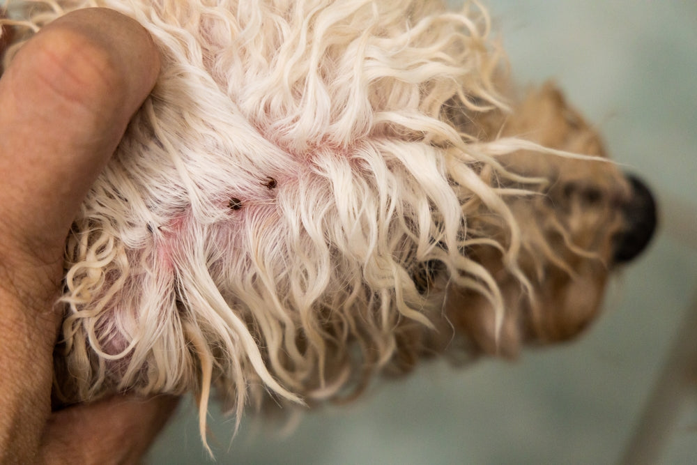 Ticks on Dogs and Cats: Removal, Risks and Prevention