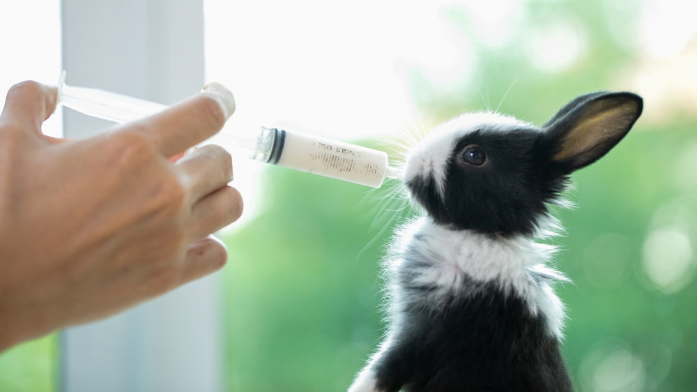 What to Do with Orphaned Rabbits
