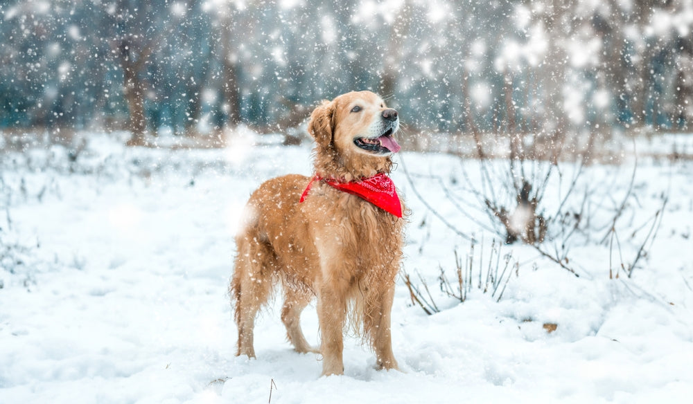 Winter Safety for Dogs: 7 Ways to Protect Them in Cold Weather