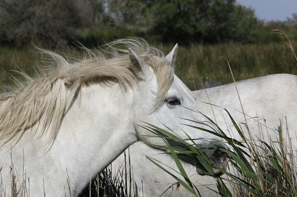 How Horses Digest Food and Why Forage-First Feeding Matters