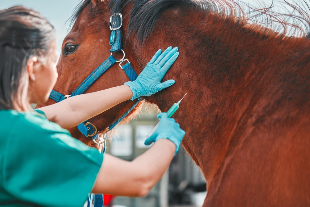 Horse Intramuscular Injection Complications: What Is Normal and When to Call a Vet