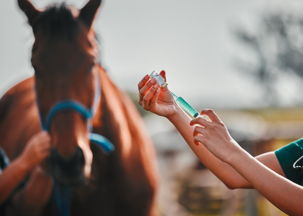 Horse Genetic Testing: Which Diseases Can DNA Tests Detect?