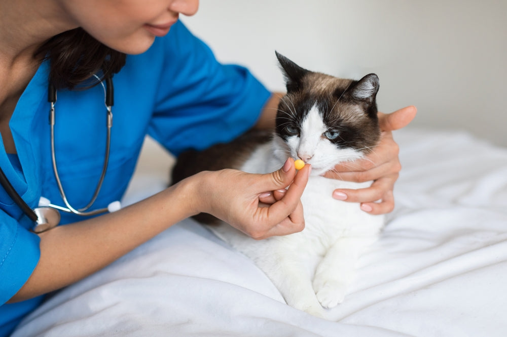 Enrofloxacin for Dogs and Cats