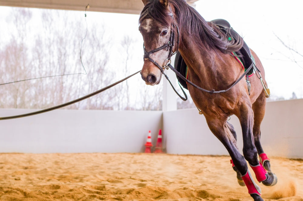 Exertional Rhabdomyolysis in Horses: Tying-Up Signs and Recovery
