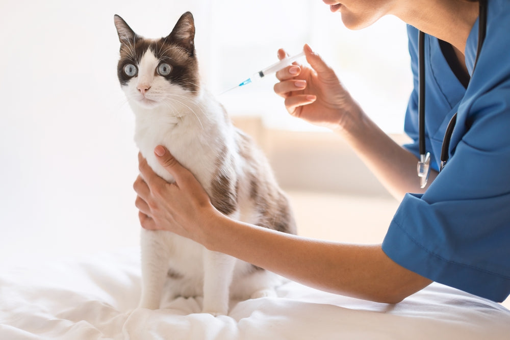 Trimethoprim-Sulfa in Dogs and Cats
