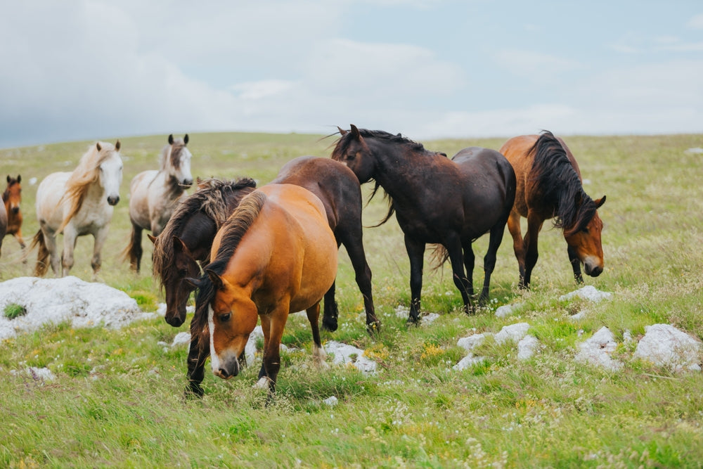 Is My Horse Overweight? Obesity, EMS, and Laminitis Risk