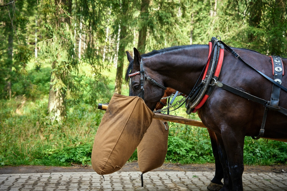 How To Use Hay Analysis To Balance a Horse’s Diet