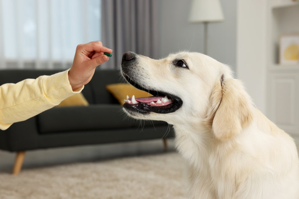 Amantadine for Dogs and Cats
