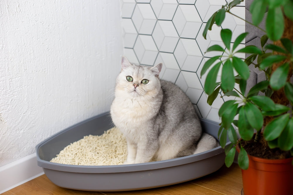 How Often Should You Clean a Cat Litter Tray?