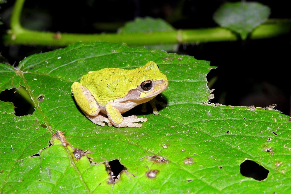 Vitamin A Deficiency in Frogs: Signs, Short Tongue Syndrome and Treatment