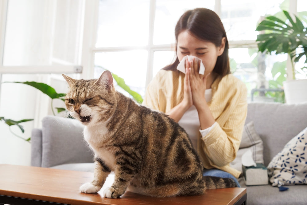 Top Signs of Allergies in Pets and How to Help 🌿🐶🐱✨