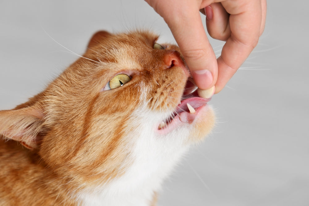 How to Give Oral Medications to Dogs and Cats