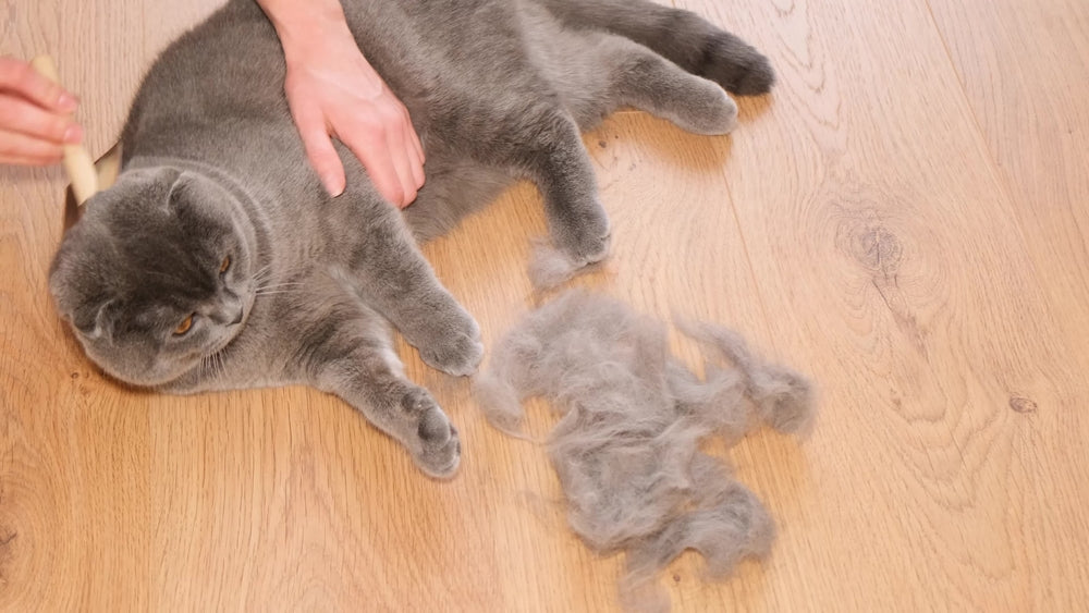 Hairball Remedies for Cats: A Vet Guide to Reducing Feline Hairballs 😺🧶 | Dr Duncan Houston