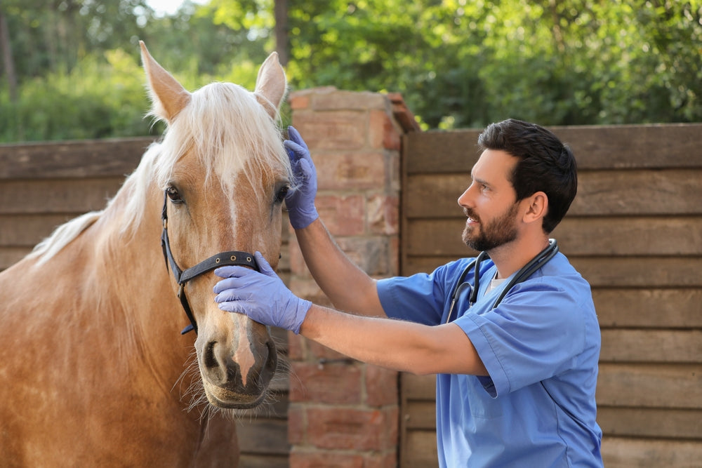 Splint Bone Disease in Horses: Signs, Treatment and Return to Work