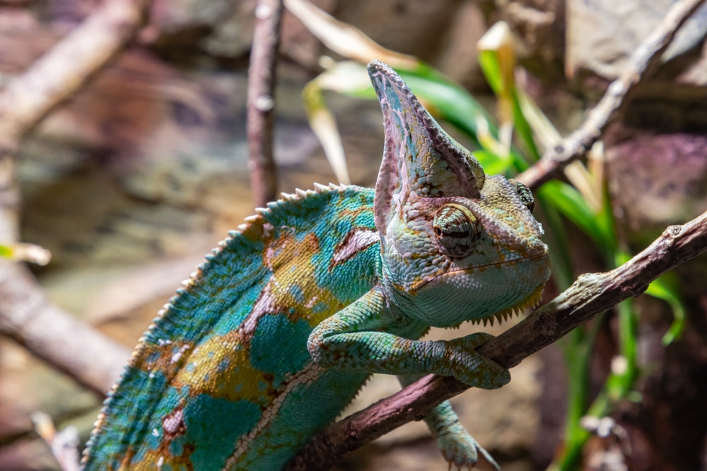 Retained Eye Caps in Snakes and Lizards: Signs, Treatment and When to Worry