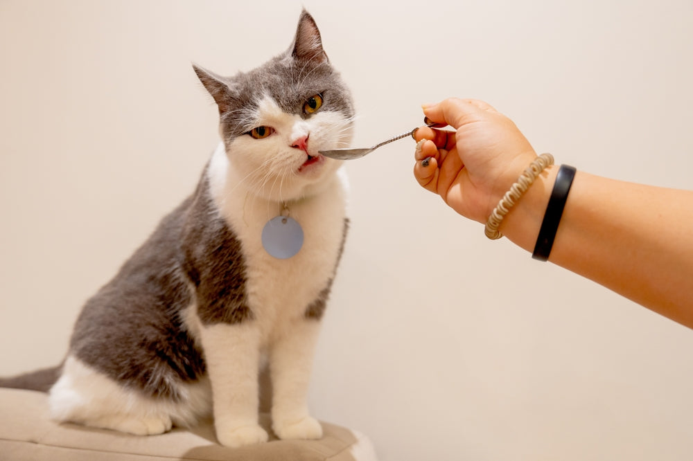 Human Foods Cats Can Eat Safely: Portions and Foods to Avoid