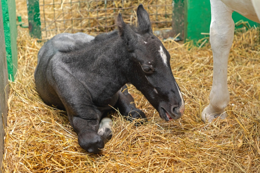 Neonatal Isoerythrolysis in Foals: Signs, Treatment and Prevention