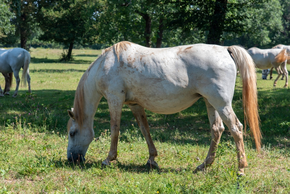 Retained Placenta in Horses: What to Do and When It Is an Emergency