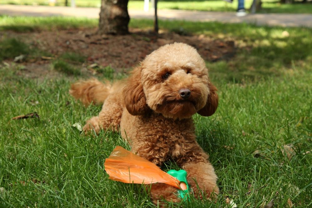 How to Choose Dog Poo Bags: Materials, Claims and Disposal