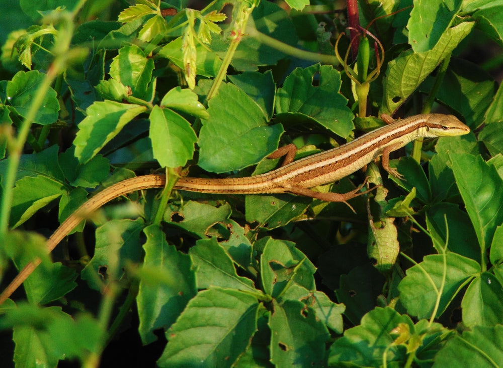 Coccidia in Reptiles: Symptoms, Testing, Treatment and Cleaning