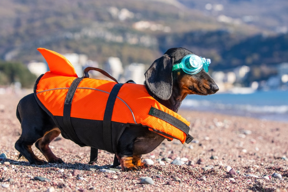 Holiday Pet Safety: How to Keep Dogs and Cats Safe