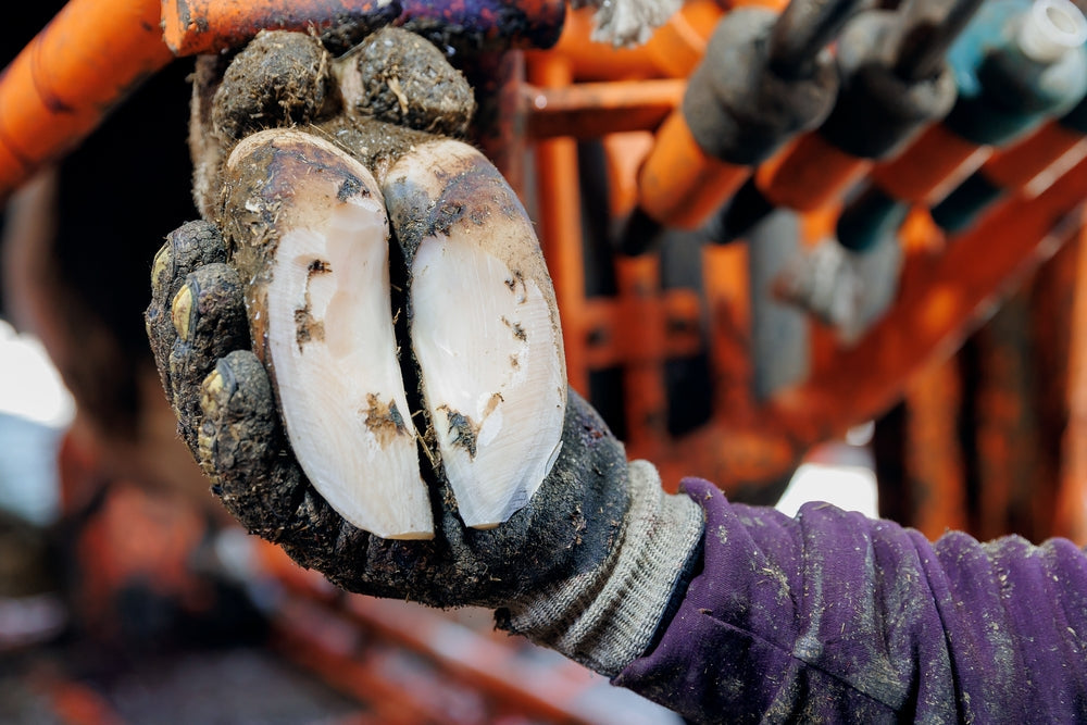 How to Examine Your Horse’s Feet and Spot Early Warning Signs