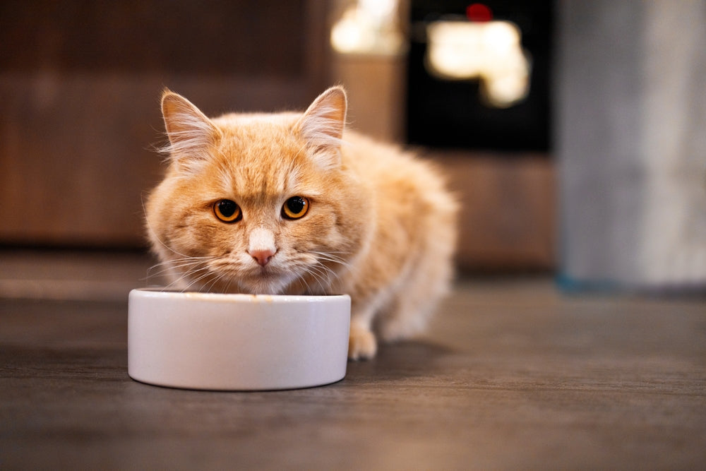 Vet-Approved Guide: The Ultimate Guide to Understanding Your Cat’s Dietary Needs 🐱🥣