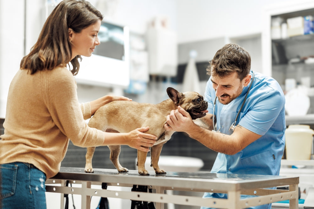 Becoming a Veterinarian: Pros, Cons and How to Decide