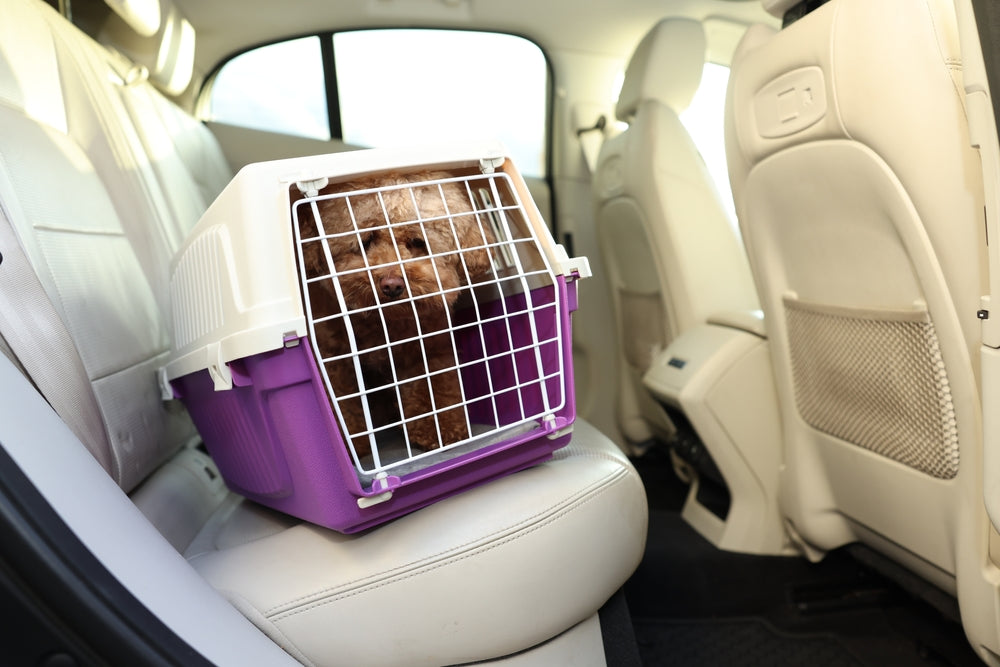 Transporting an Injured Pet