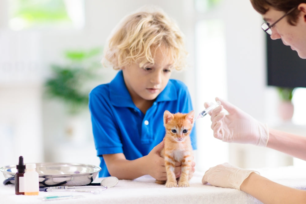 New Kitten Health Checklist: Give Your Feline the Best Start 🐱✨