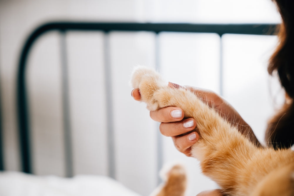 Pet Loss Support & Resources