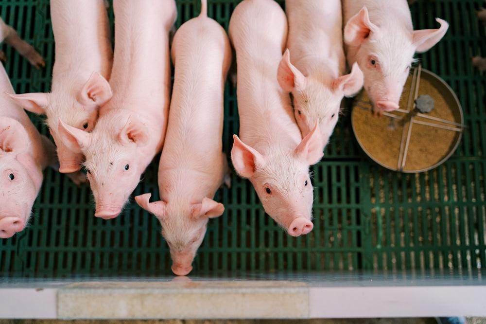 Atypical Porcine Pestivirus in Piglets: Congenital Tremor, Diagnosis and Herd Control