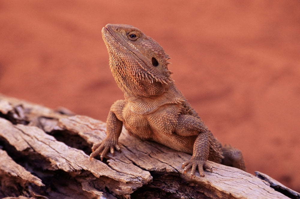 Gastric Neuroendocrine Carcinoma in Bearded Dragons: Signs, Diagnosis and Prognosis