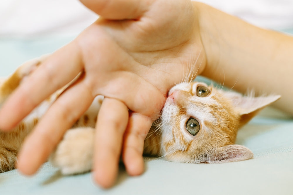 How To Stop Kitten Biting