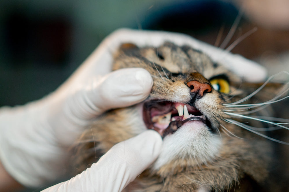 Cat Dental Care: Signs of Dental Disease, Home Care and Veterinary Treatment