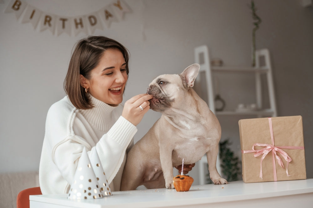 Dog Food Toppers: A Vet Guide to Whether They’re Right for Your Pet 🐶🍽️ | Dr Duncan Houston