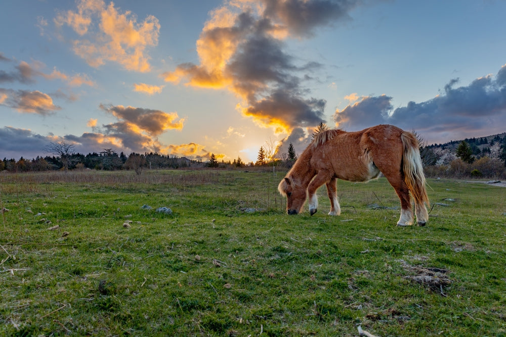 How To Help an Overweight Pony Lose Weight Safely