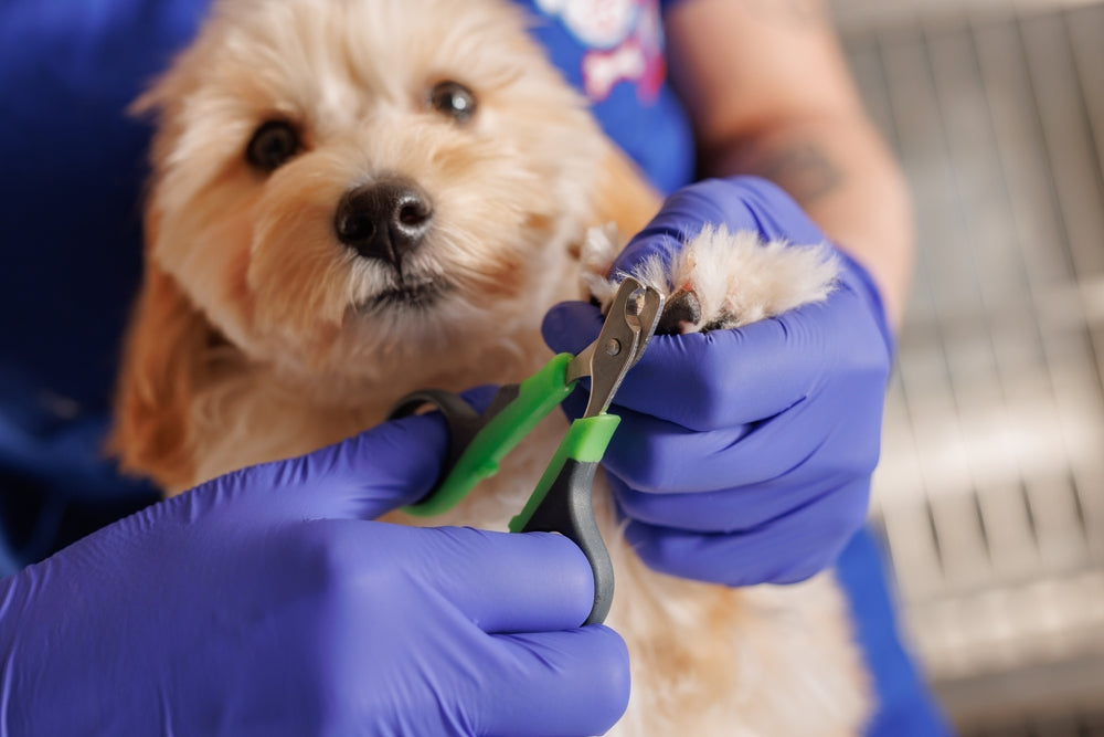 What to Do If You Cut Your Dog’s Nail Too Short
