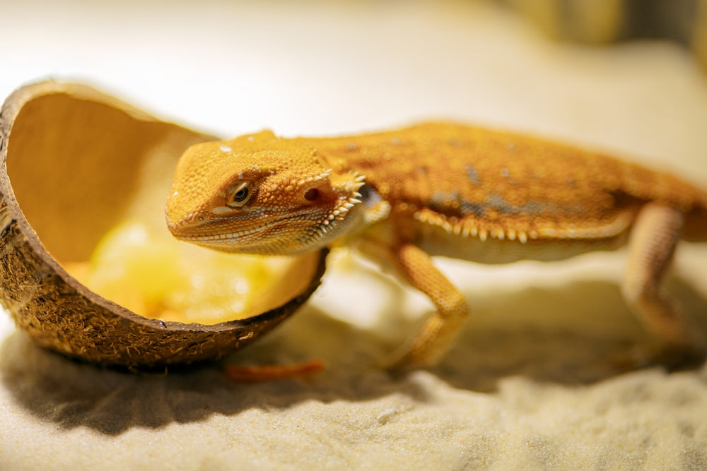 Adenovirus in Bearded Dragons: Symptoms, PCR Testing and Treatment