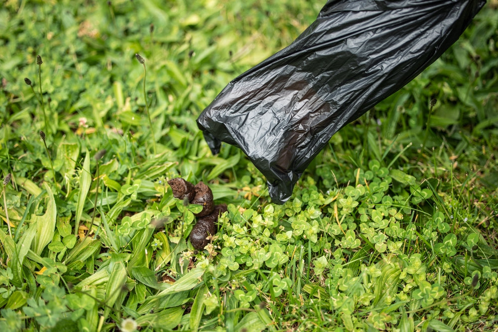 Are Compostable Dog Poo Bags Useful If You Cannot Compost Them?