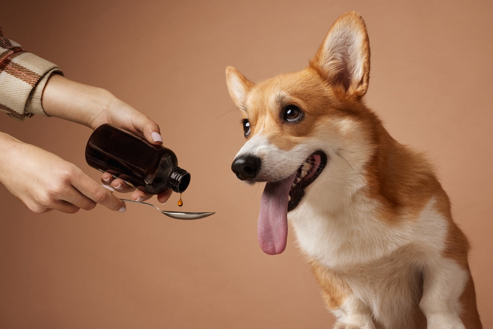 Ranitidine (Zantac) for Dogs and Cats