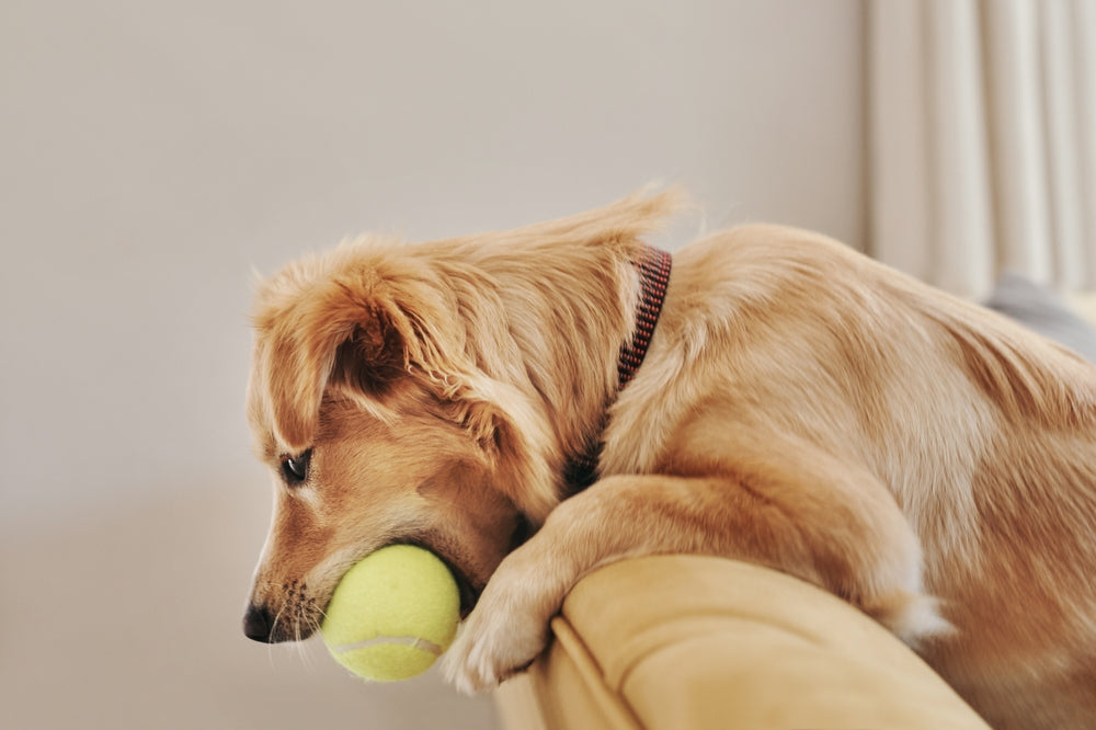 Why Tennis Balls Are Bad for Dogs: Safer Fetch, Healthier Teeth, Better Breathing