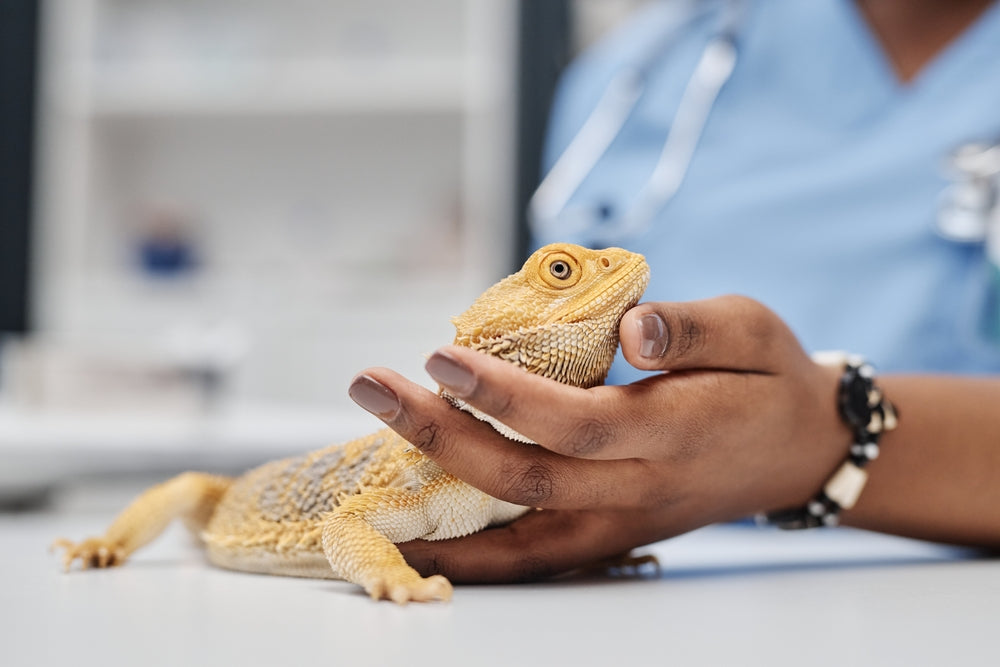 Metabolic Bone Disease in Reptiles: Signs, Treatment and Prevention