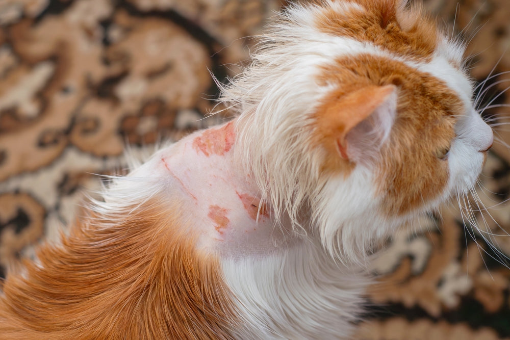 Skin Allergies in Dogs and Cats: Itching, Tests and Lasting Relief