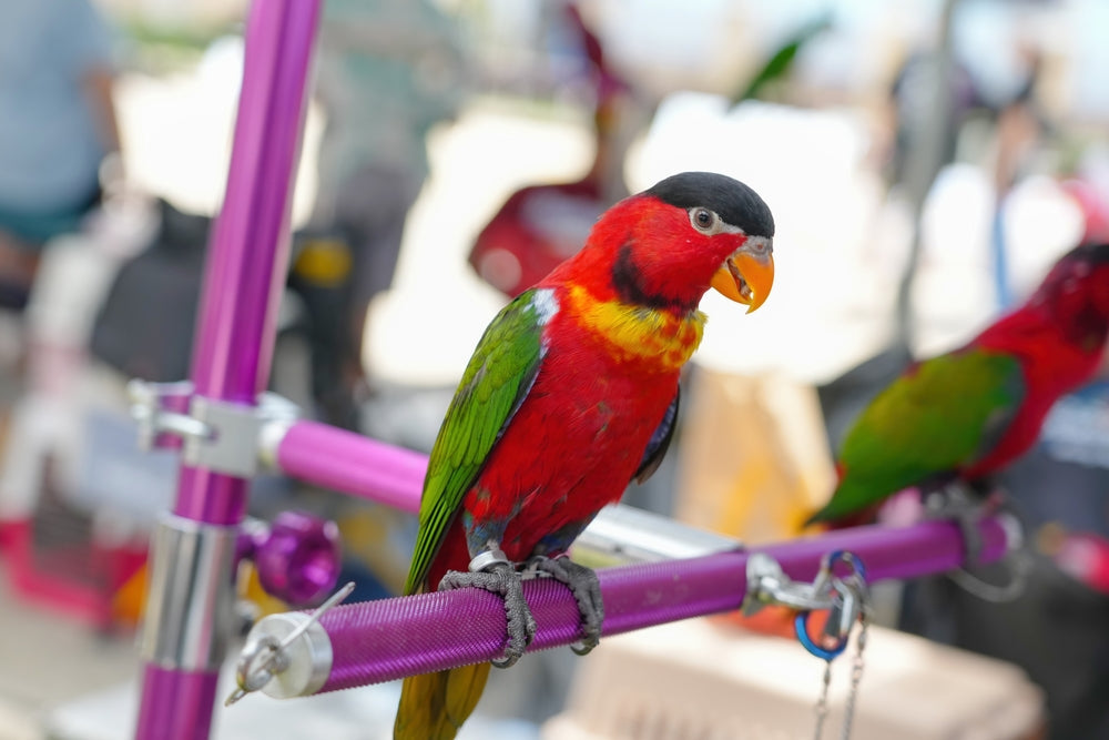 Why Parrots Mimic Human Speech and What Their Words Can Mean