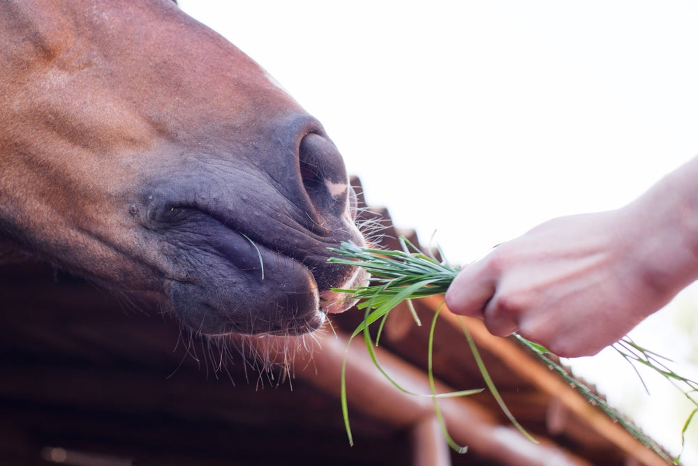 What Should You Feed a Senior Horse?