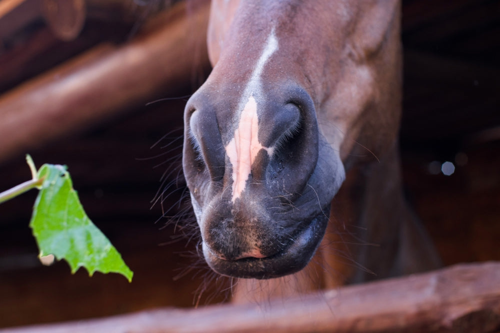 Do Joint Supplements Help Senior Horses?