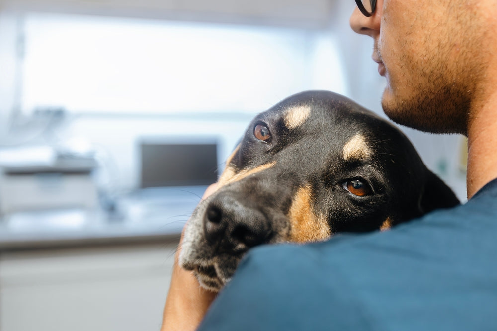 Pain Medications for Dogs: NSAIDs, Safety and What Owners Should Know